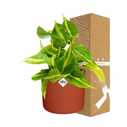 Kamerplant - Philodendron Scandens 'Brasil' - Incl. sierpot - Pot Ø 14cm