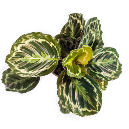 Kamerplant - Calathea Medallion - Pot Ø 17cm Hoogte ↕ 40-50cm