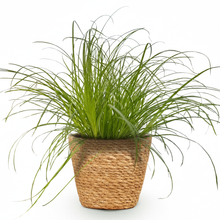Kamerplant - Cyperus alternifolius Zumula - Kattengras - Pot Ø 12cm Hoogte ↕ 20cm