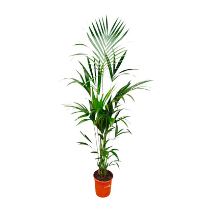 XL kamerplant - Kentia Palm - Pot Ø 21cm Hoogte ↕ 180cm