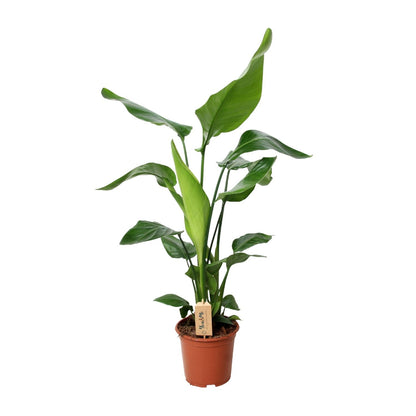 Kamerplant - Strelitzia Nicolai - Pot Ø 19cm Hoogte ↕ 90cm