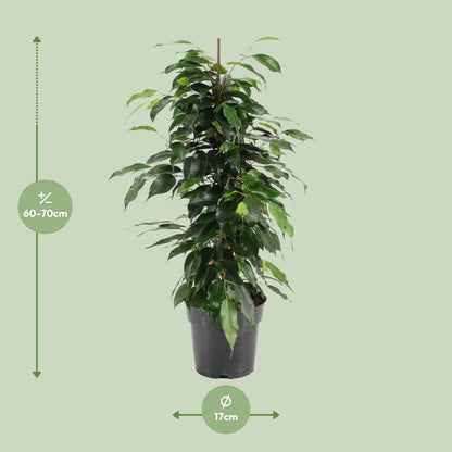 Kamerplant - Ficus Benjamina Danielle - Pot Ø 17cm Hoogte ↕ 70cm