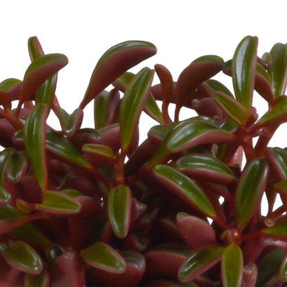 Kamerplant - Peperomia graveolens