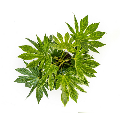 Kamerplant - Fatsia Japonica 'Spider's Web' - Pot Ø 19cm Hoogte ↕ 40-50cm