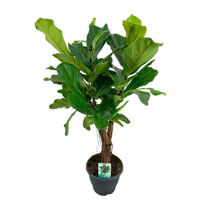 Kamerplant - Ficus Lyrata - Pot Ø 26cm Hoogte ↕ 100cm