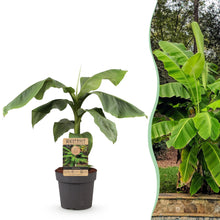 Buitenplant - Musa Basjoo Japanse vezelbanaan - Winterhard - Pot Ø 21cm Hoogte ↕ 70-90cm