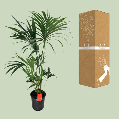 XL kamerplant - Howea Forsteriana - Pot Ø 24cm Hoogte ↕ 130cm