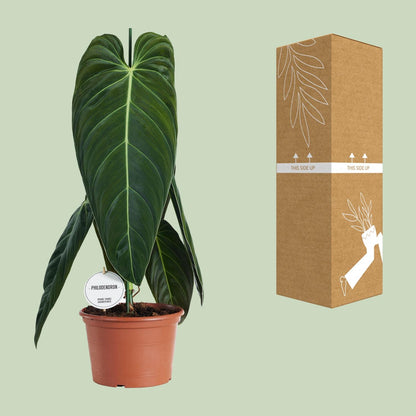 Kamerplant - Philodendron Melanochrysum - Pot Ø 21cm Hoogte ↕ 75cm