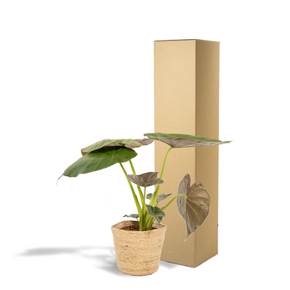 Kamerplant - Alocasia Wentii - Pot Ø 19cm Hoogte ↕ 65cm