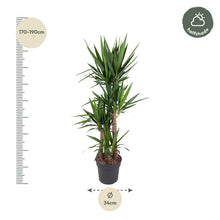 XL kamerplant - Yucca Elephantipes - Pot Ø 34cm Hoogte ↕ 180cm