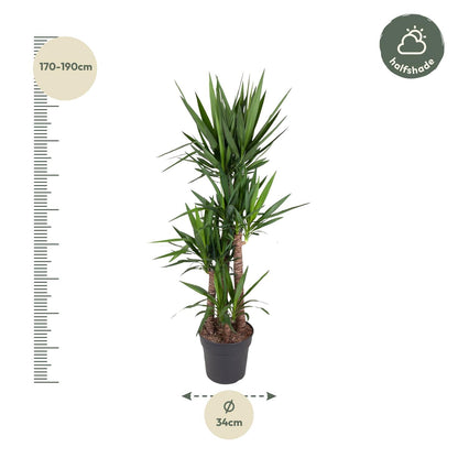 XL kamerplant - Yucca Elephantipes - Pot Ø 34cm Hoogte ↕ 180cm