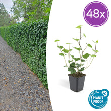Buitenplant 48x Hedera Hibernica - Groenblijvend - Pot Ø 9cm Hoogte ↕ 10-25cm