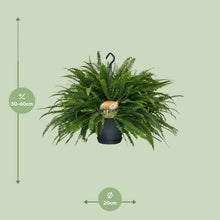 Kamerplant - Nephrolepis Green Lady - Pot Ø 20cm Hoogte ↕ 60cm