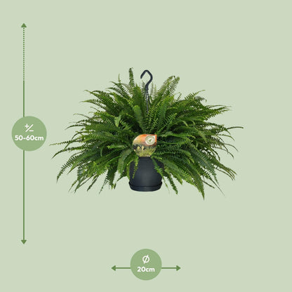 Kamerplant - Nephrolepis Green Lady - Pot Ø 20cm Hoogte ↕ 60cm