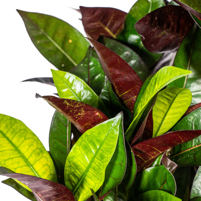 Kamerplant - Codiaeum 'Croton' Iceton - Pot Ø 21cm Hoogte ↕ 60-80cm