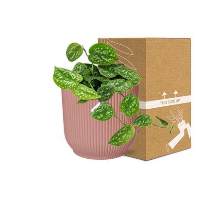 Kamerplant - Scindapsus Pictus 'Argyraeus' - Pot Ø 14cm