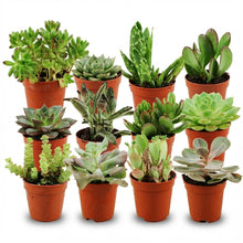 Kamerplant 12x Mini Succulenten Mix - Pot Ø 5,5cm Hoogte ↕ 5-10cm