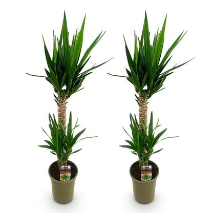 Green boutiQ - Kamerplant - Yucca elephantipes - Yucca - Weinig onderhoud - Groen - 2 - Pot 19cm - Hoogte 95cm