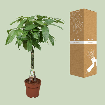 Kamerplant - Pachira Aquatica - Hoogte ↕ 35-160cm