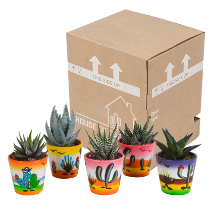 Kamerplant 5x Gasteria/Haworthia Mix - in Mexicaanse pot - Pot Ø 5.5cm