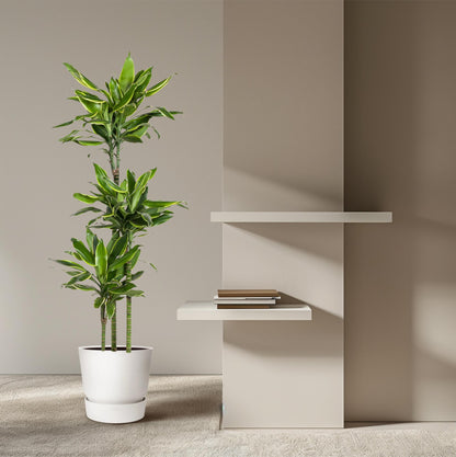 XL Kamerplant - Dracaena Golden Coast - Pot Ø 24cm Hoogte ↕ 160cm