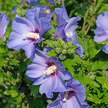 Buitenplant - Hibiscus syriacus 'Oiseau Blue' - Bloeiend - Pot Ø 17cm Hoogte ↕ 45cm