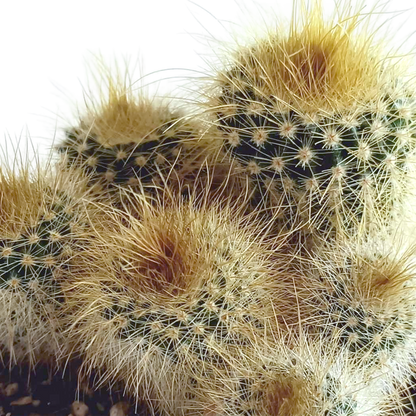 Kamerplant 5x Cactus mix - in Mexicaanse pot - Pot Ø 5.5cm