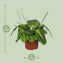 Kamerplant - Maranta Leuconeura Fascinator Lemon Lime - Pot Ø 12cm Hoogte ↕ 30cm