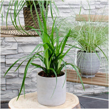 Buitenplant 3x Carex morrowi 'Irish Green' - Pot Ø 14cm Hoogte ↕ 25cm