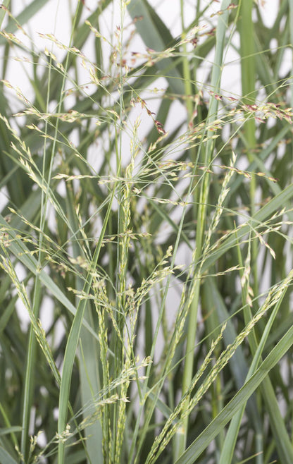 Buitenplant - Panicum virgatum 'Prairie Sky' - Pot Ø 19cm Hoogte ↕ 50cm