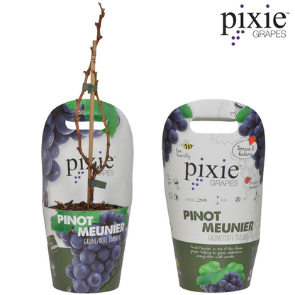 Buitenplant - Vitis Pixie Pinot Noir - Blauwe wijndruif - Pot Ø 21cm Hoogte ↕ 70cm