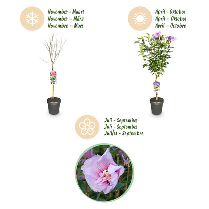 Buitenplant - Hibiscus syriacus 'Lavendor Chiffon®' - Plant op stam - Winterhard - Pot Ø 19cm Hoogte ↕ 90cm