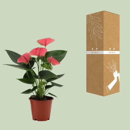 Kamerplant - Anthurium Sweet Dream - Pot Ø 12cm Hoogte ↕ 36cm