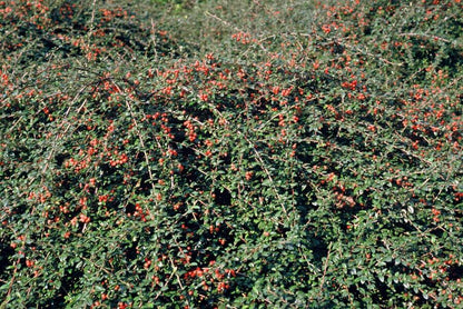 Buitenplant 12x Cotoneaster suec. 'Coral Beauty' - Pot Ø 9cm Hoogte ↕ 10-25cm