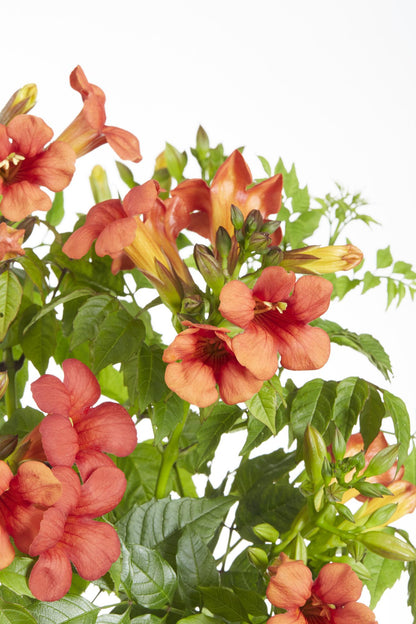 Buitenplant 2x Campsis Summer Jazz 'Fire Trumpet' - Bloeiend - Pot Ø 15cm Hoogte ↕ 65cm