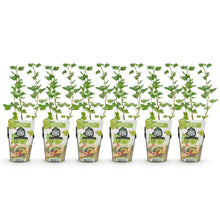 Buitenplant 6x Ribes uva-crispa Hinnonmaki Grun - Winterhard - Pot Ø 9cm