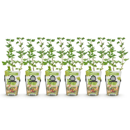 Buitenplant 6x Ribes uva-crispa Hinnonmaki Grun - Winterhard - Pot Ø 9cm