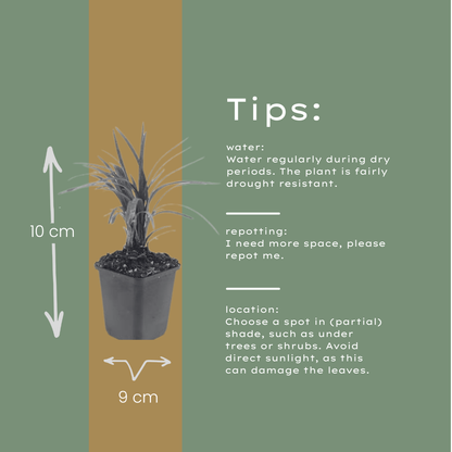 Buitenplant 48x Liriope muscari 'Moneymaker' - Bloeiend - Pot Ø 9cm Hoogte ↕ 10-25cm