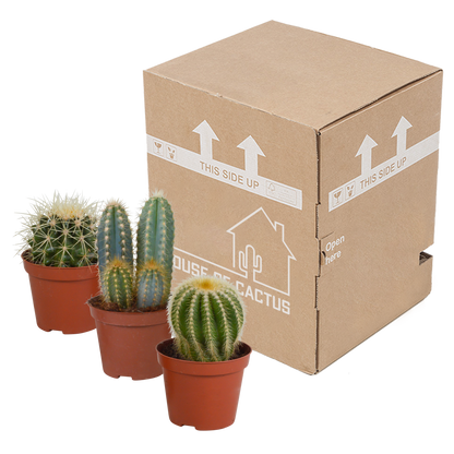 Kamerplant 3x Cactus mix - Zonder pot - Pot Ø 8.5cm