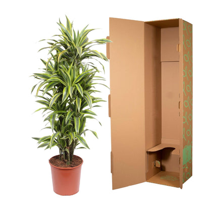 XL kamerplant - Dracaena Lemon Lime - Luchtzuiverend - Pot Ø 30cm Hoogte ↕ 150cm