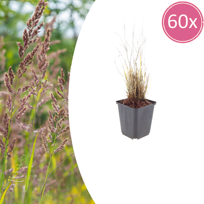 Buitenplant 60x Calamagrostis brachytricha - Pot Ø 9cm Hoogte ↕ 10-25cm