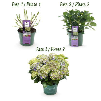 Buitenplant - Hydrangea Magical Jewel Blue - Bloeiend - Pot Ø 23cm Hoogte ↕ 55cm