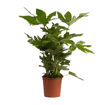 Kamerplant - Fatsia Japonica - Pot Ø 17cm Hoogte ↕ 40cm