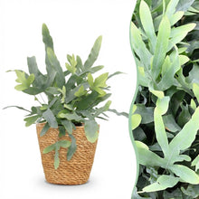 Kamerplant - Phlebodium aureum Blue Star - Blauwe Varen - Pot Ø 12cm Hoogte ↕ 25cm