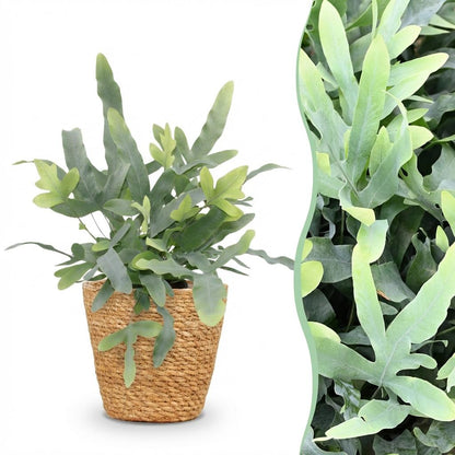 Kamerplant - Phlebodium aureum Blue Star - Blauwe Varen - Pot Ø 12cm Hoogte ↕ 25cm