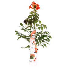 Buitenplant - Campsis 'Summer Jazz Fire' - Bloeiend - Pot Ø 19cm Hoogte ↕ 70cm