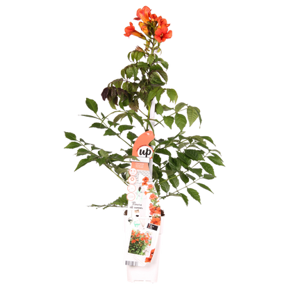 Buitenplant - Campsis 'Summer Jazz Fire' - Bloeiend - Pot Ø 19cm Hoogte ↕ 70cm