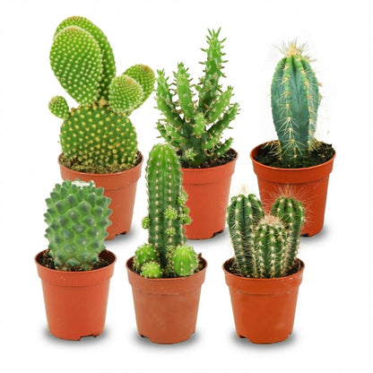 Kamerplant 6x Mini Cactus Set - Pot Ø 5,5cm Hoogte ↕ 5-10cm