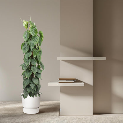 Kamerplant - Philodendron Scandens Mosstok - Pot Ø 27cm Hoogte ↕ 150cm