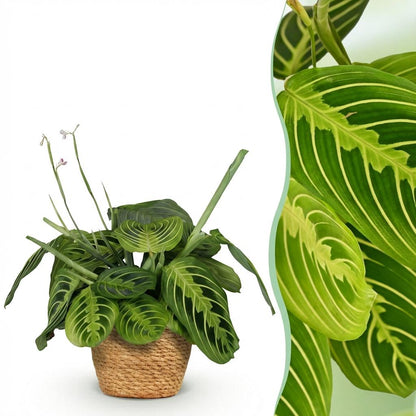 Kamerplant - Maranta Fascinator Lemon Lime - Gebedsplant - Pot Ø 12cm Hoogte ↕ 25cm
